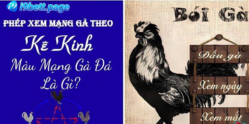 Cách xem màu mạng gà đá chuẩn tại I9bet