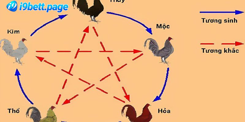 Hướng dẫn cách chọn màu mạng gà đá chuẩn xác theo thuyết ngũ hành